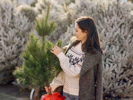Choinka z myślą o przyszłości. Warszawa zachęca do ekologicznych świąt Choinka z myślą o przyszłości. Warszawa zachęca do ekologicznych świąt