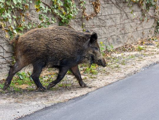 Dziki na Woli. Radni żądają konkretnych danych o zagrożeniu dla mieszkańców