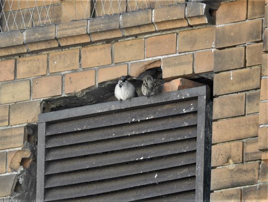 Hala Gwardii przejdzie remont. A co z licznymi ptakami, które zamieszkują elewację budynku?