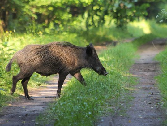 Jesienią dziki ruszają na żer!