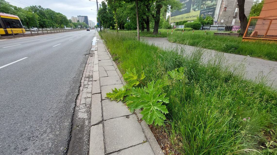 Barszcz Sosnowskiego na Woli. Niebezpieczna roślina rosła w al. Solidarności