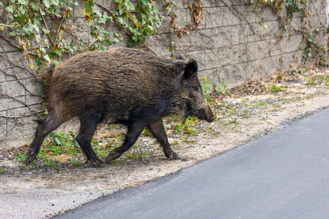 Dziki na Woli. Radni żądają konkretnych danych o zagrożeniu dla mieszkańców Dziki na Woli. Radni żądają konkretnych danych o zagrożeniu dla mieszkańców