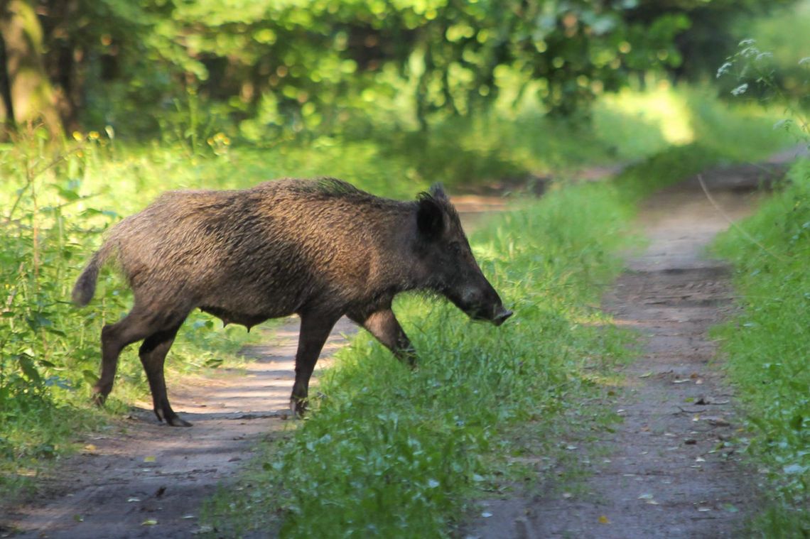 Jesienią dziki ruszają na żer!