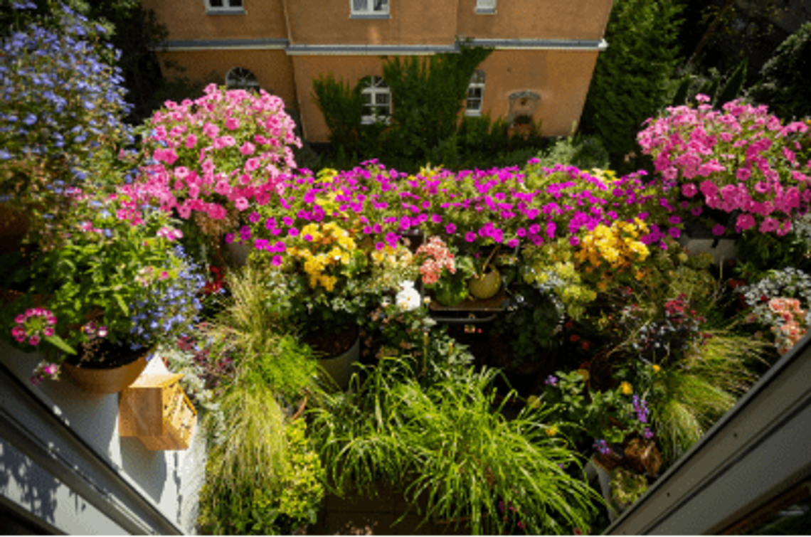 Konkurs na najpiękniejszy balkon