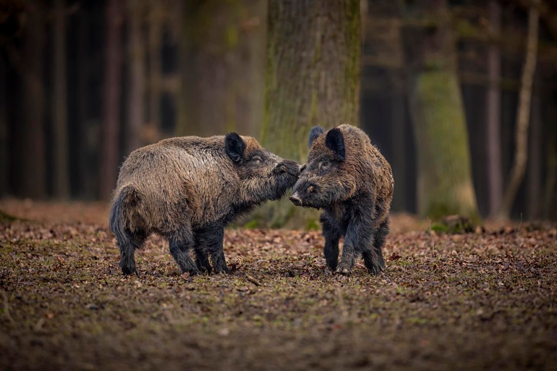 Miasto ogranicza populację dzików o 500 sztuk – rośnie zagrożenie dla mieszkańców i kierowców
