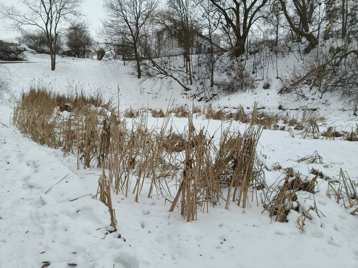 Wola zyska odnowioną przestrzeń do odpoczynku nad wodą. Staw Wolski zostanie zrenaturyzowany