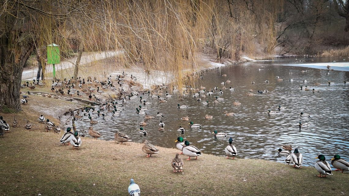 Zima w mieście: zadbajmy o ptaki i koty wolno żyjące